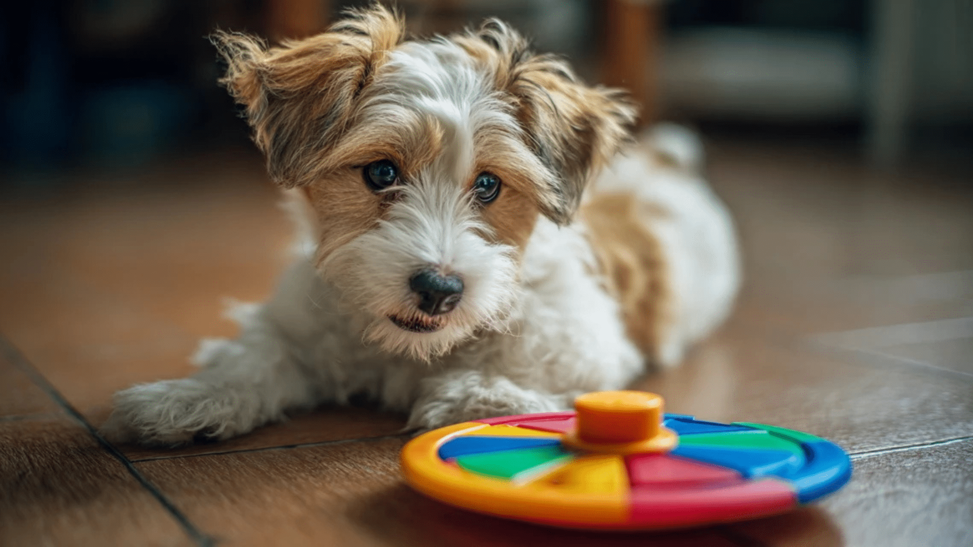 forfon-9-pack-puzzle-set