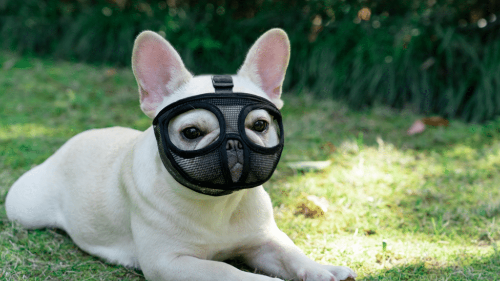 french bulldog muzzle