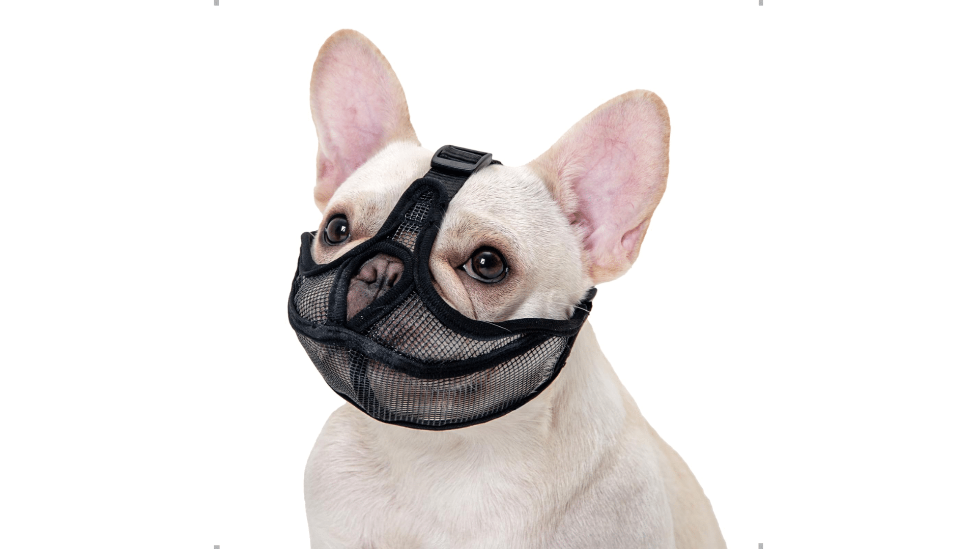 french-bulldog-muzzle-recommendation