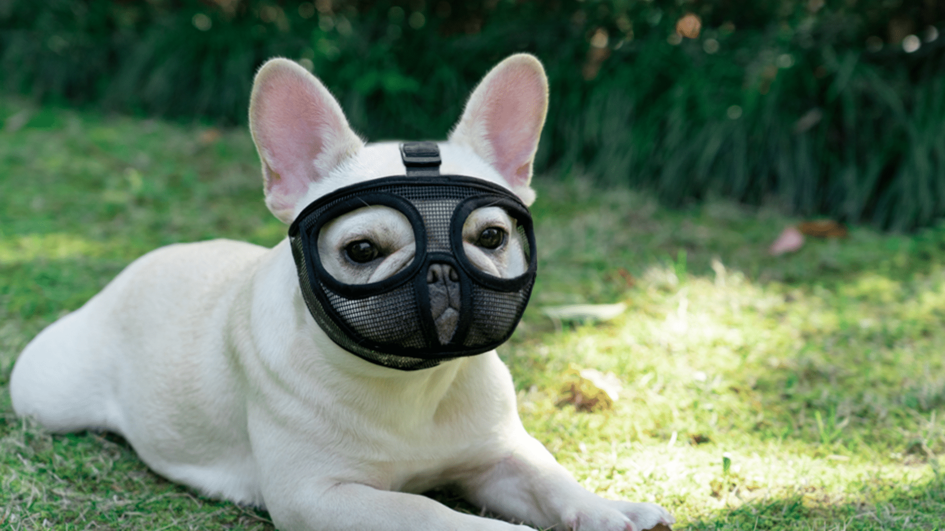 french bulldog muzzle