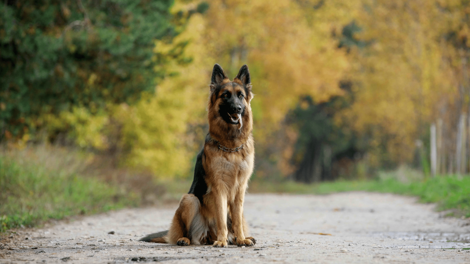 german-shepherd
