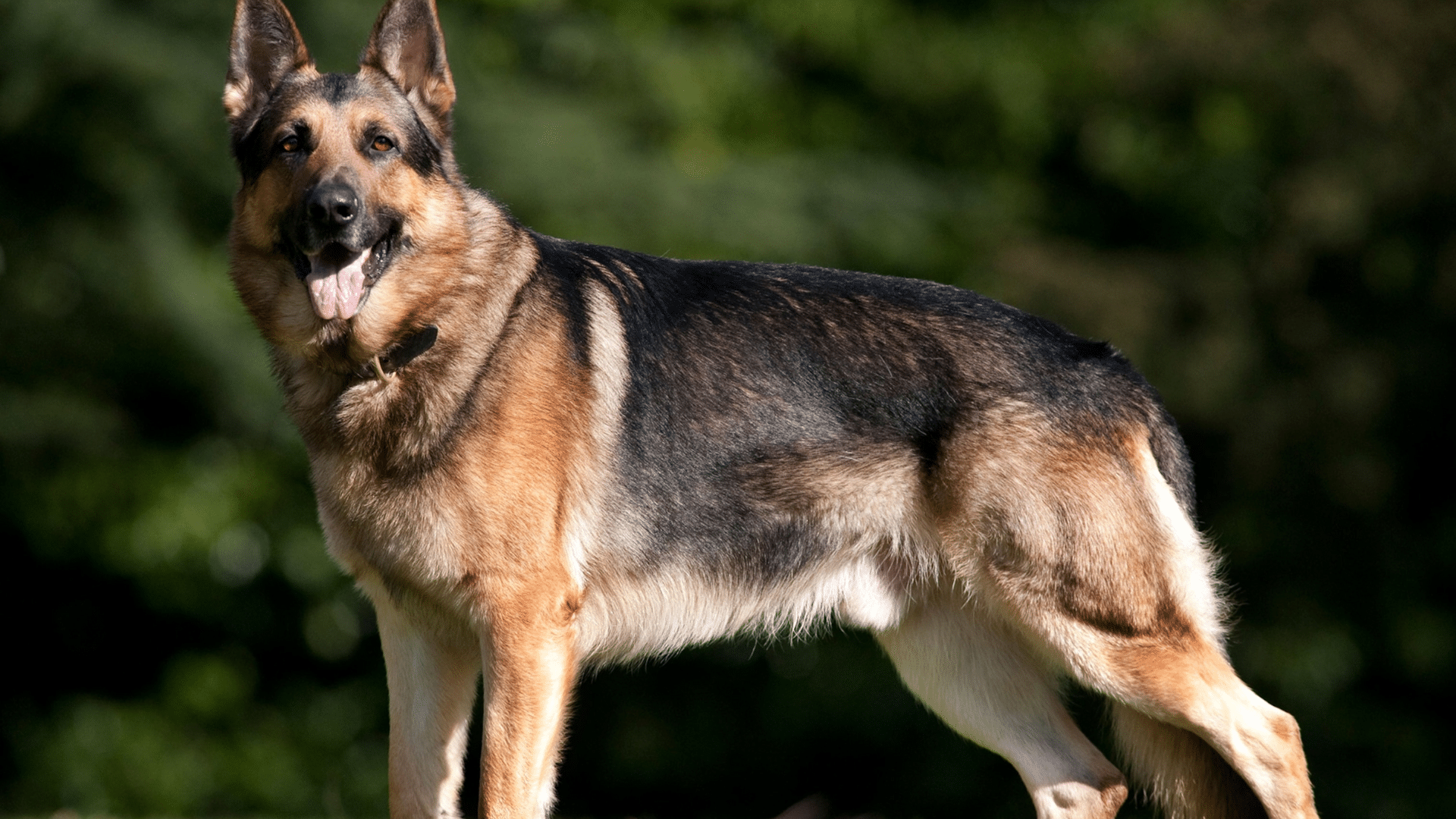 german-shepherd-dog