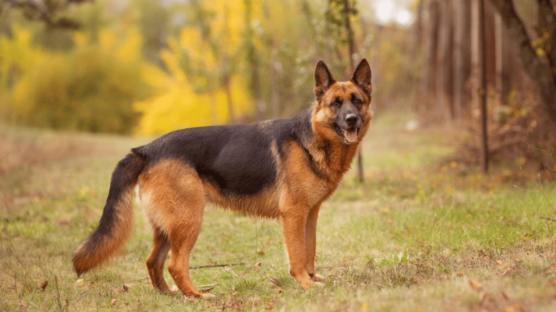german-shepherd