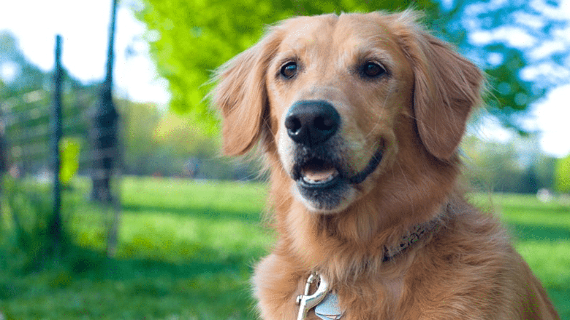 golden retriever lifespan