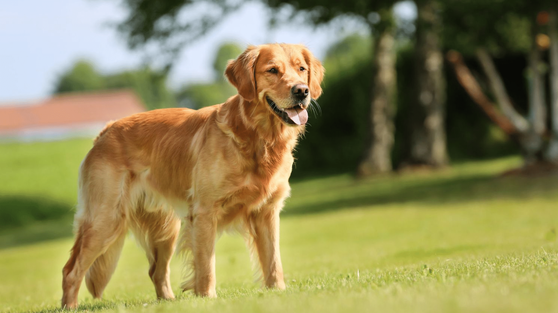 golden-retriever