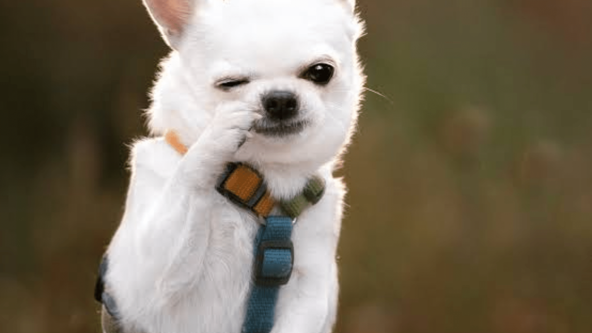 hookworm symptoms in dogs