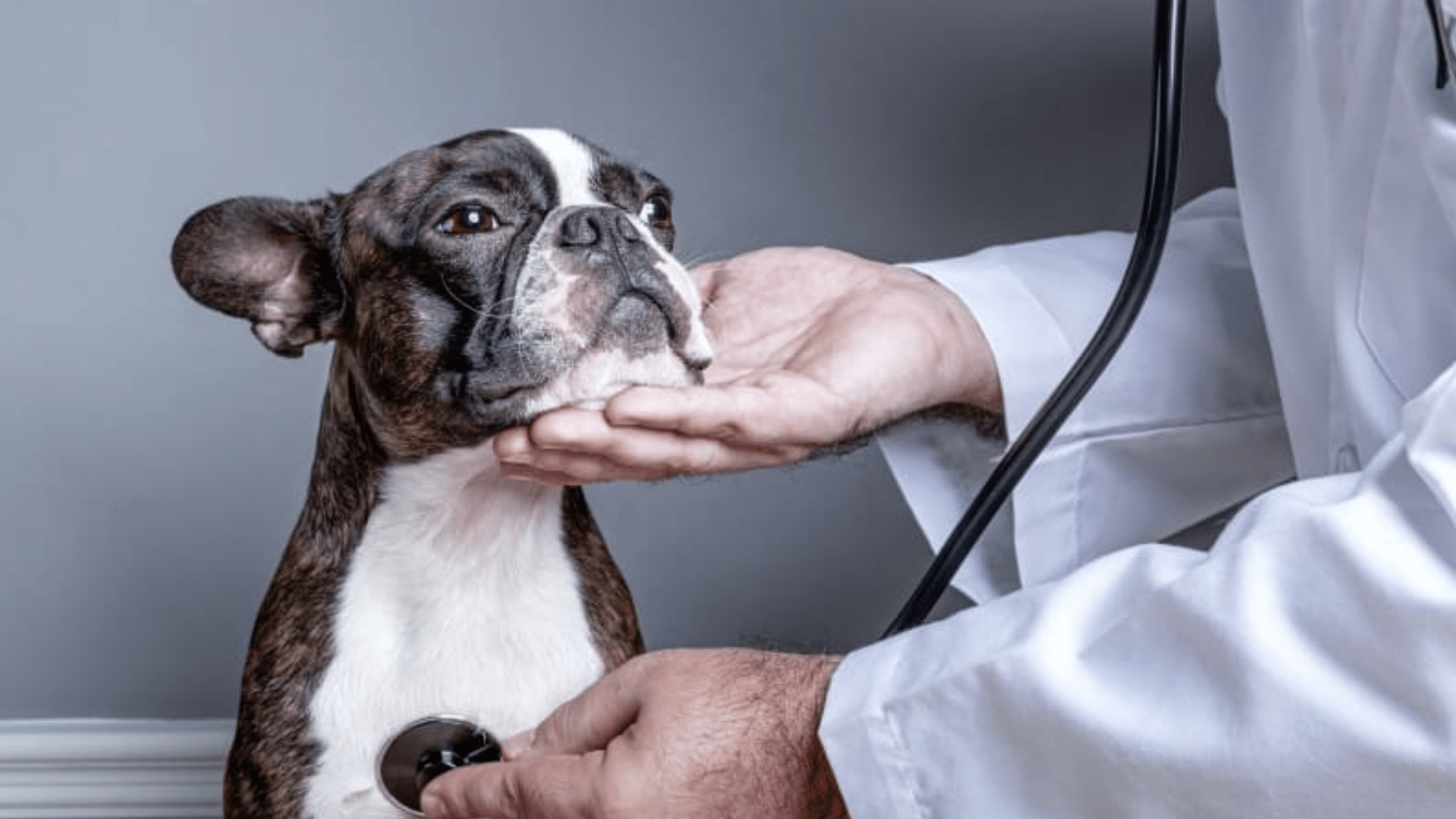 how-do-vets-diagnose-breathing-difficulty-in-dogs