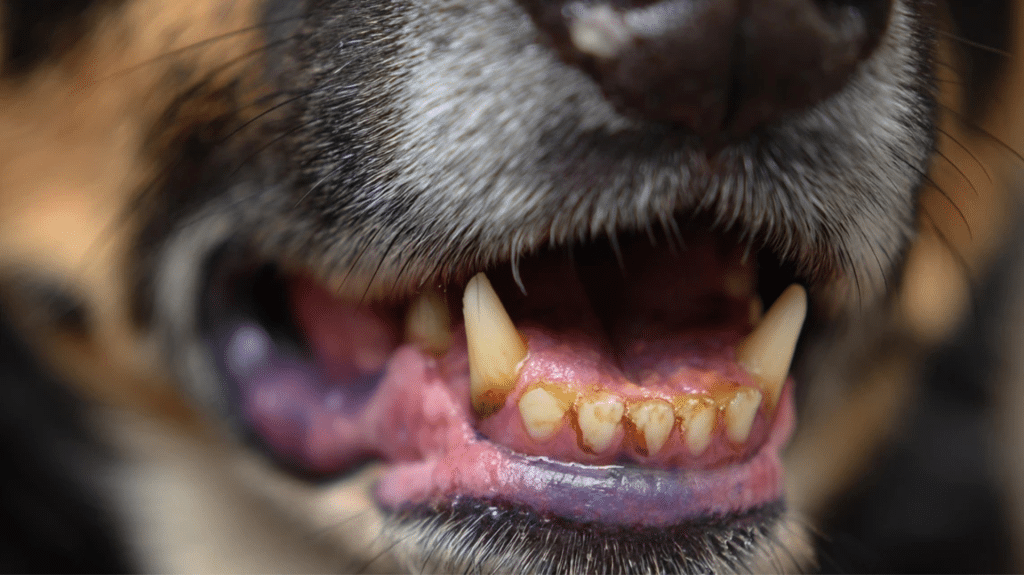 how to remove tartar from dog teeth without dentist