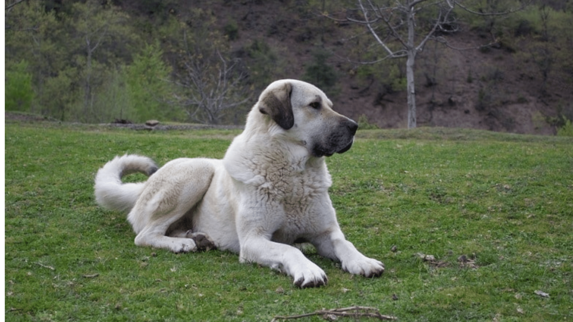 kangal-shepherd-dog