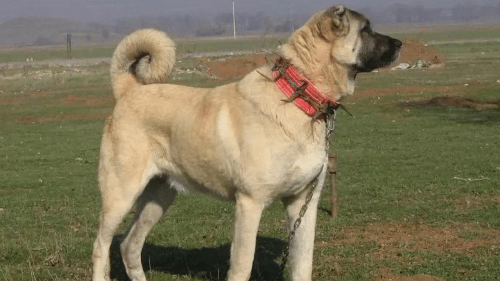 kangal