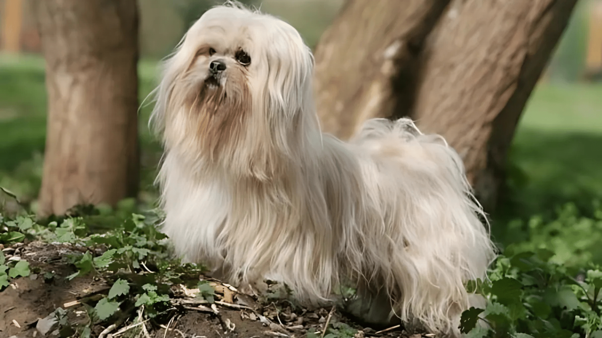 lhasa-apso