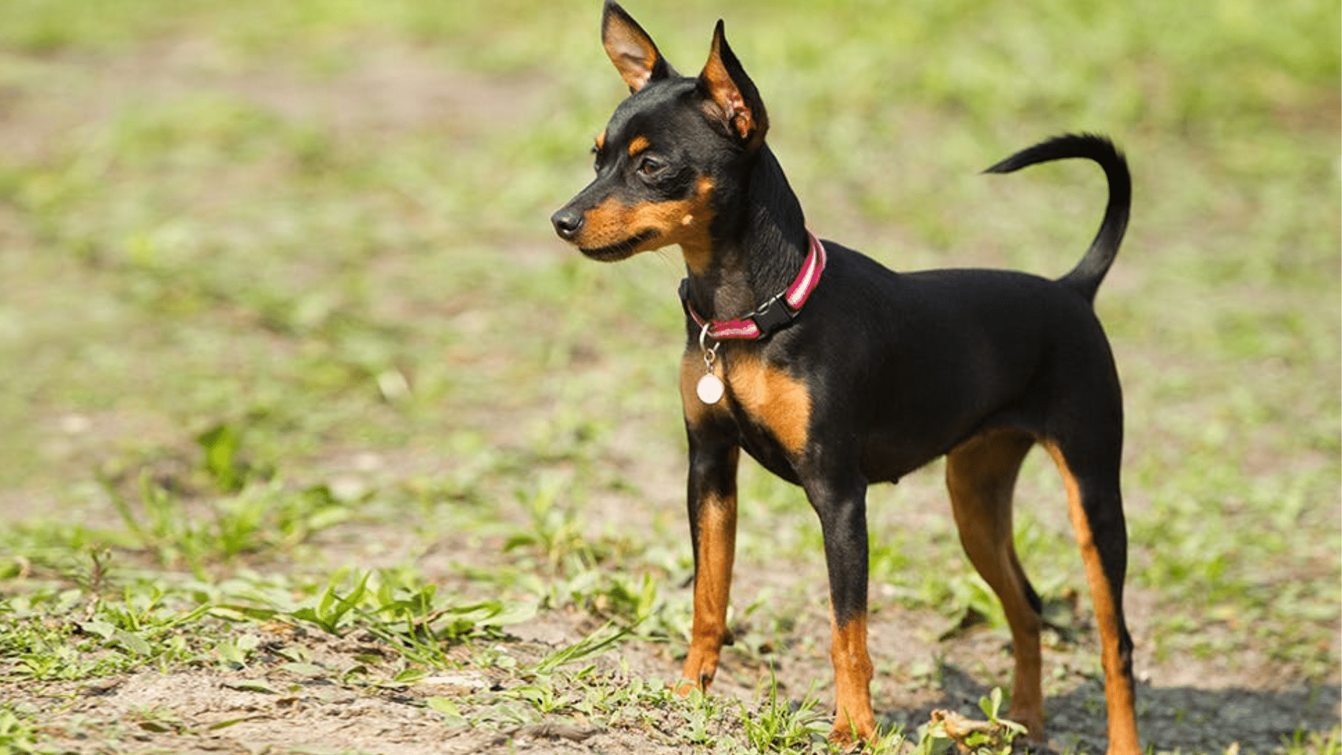 miniature-pinscher