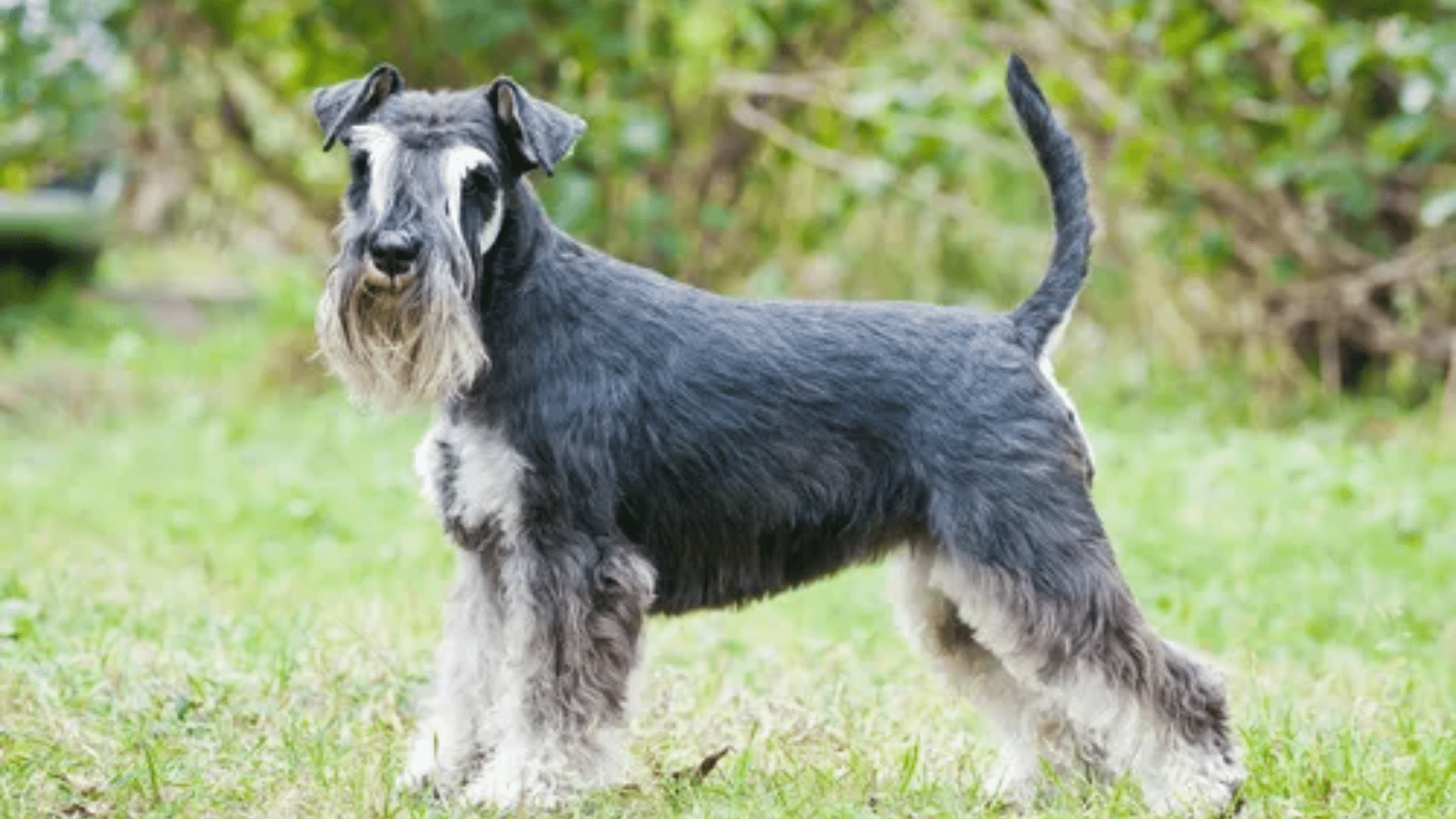 miniature-schnauzer