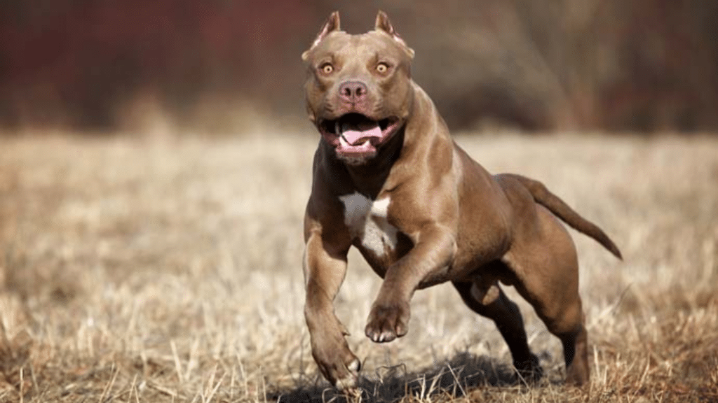 most aggressive dog breeds