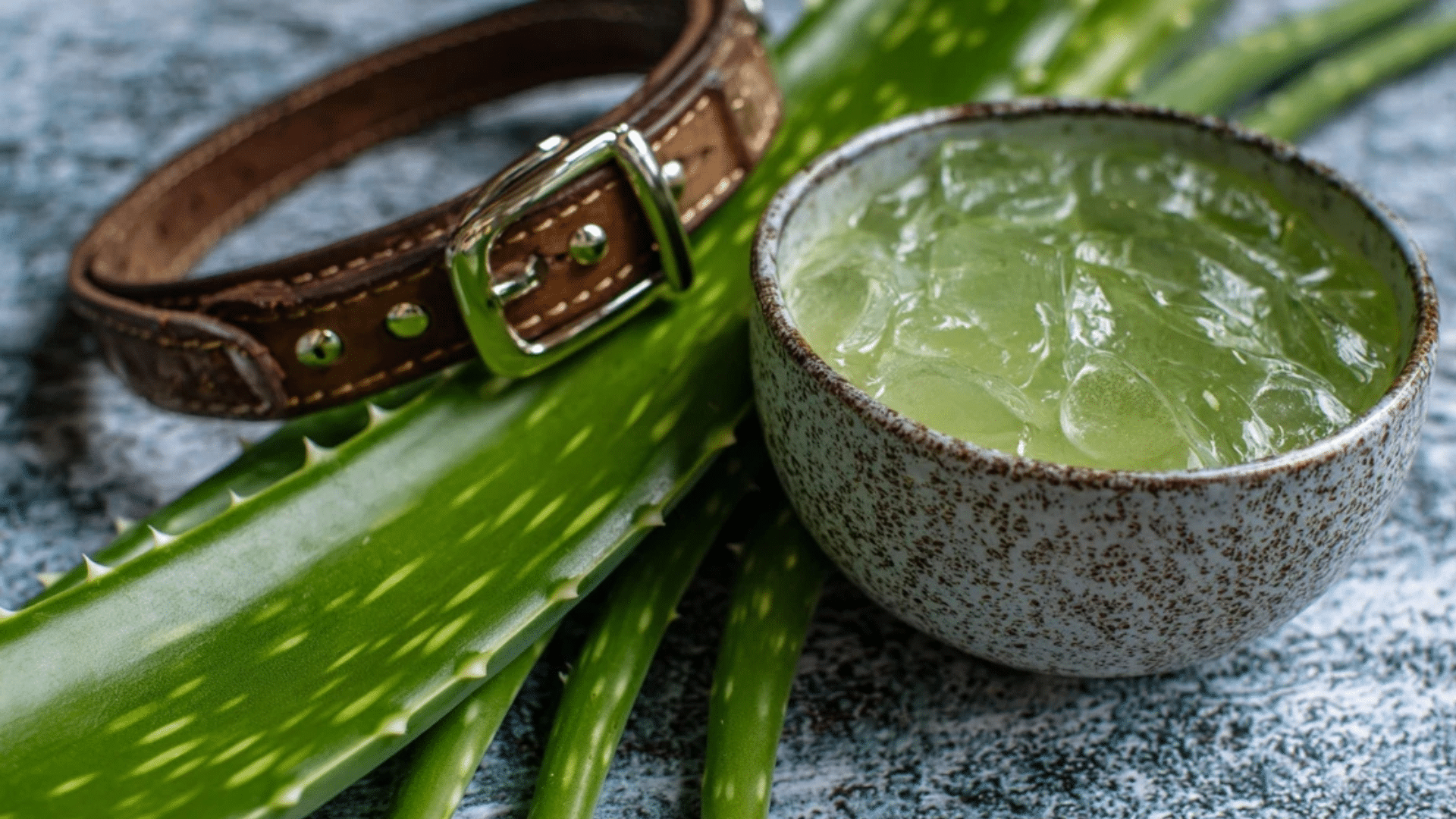 natural-remedies-for-dog-pimples-you-can-try-at-home