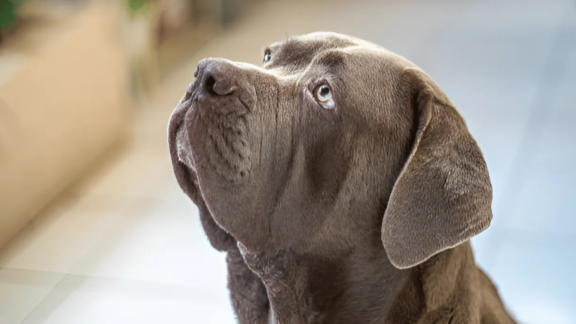 neapolitan-mastiff