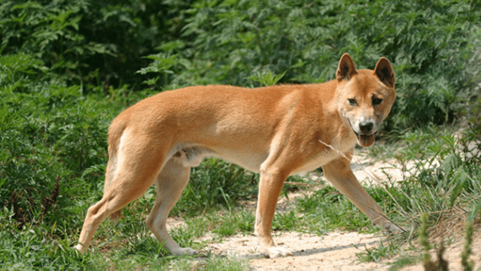 new-guinea-singing-dog