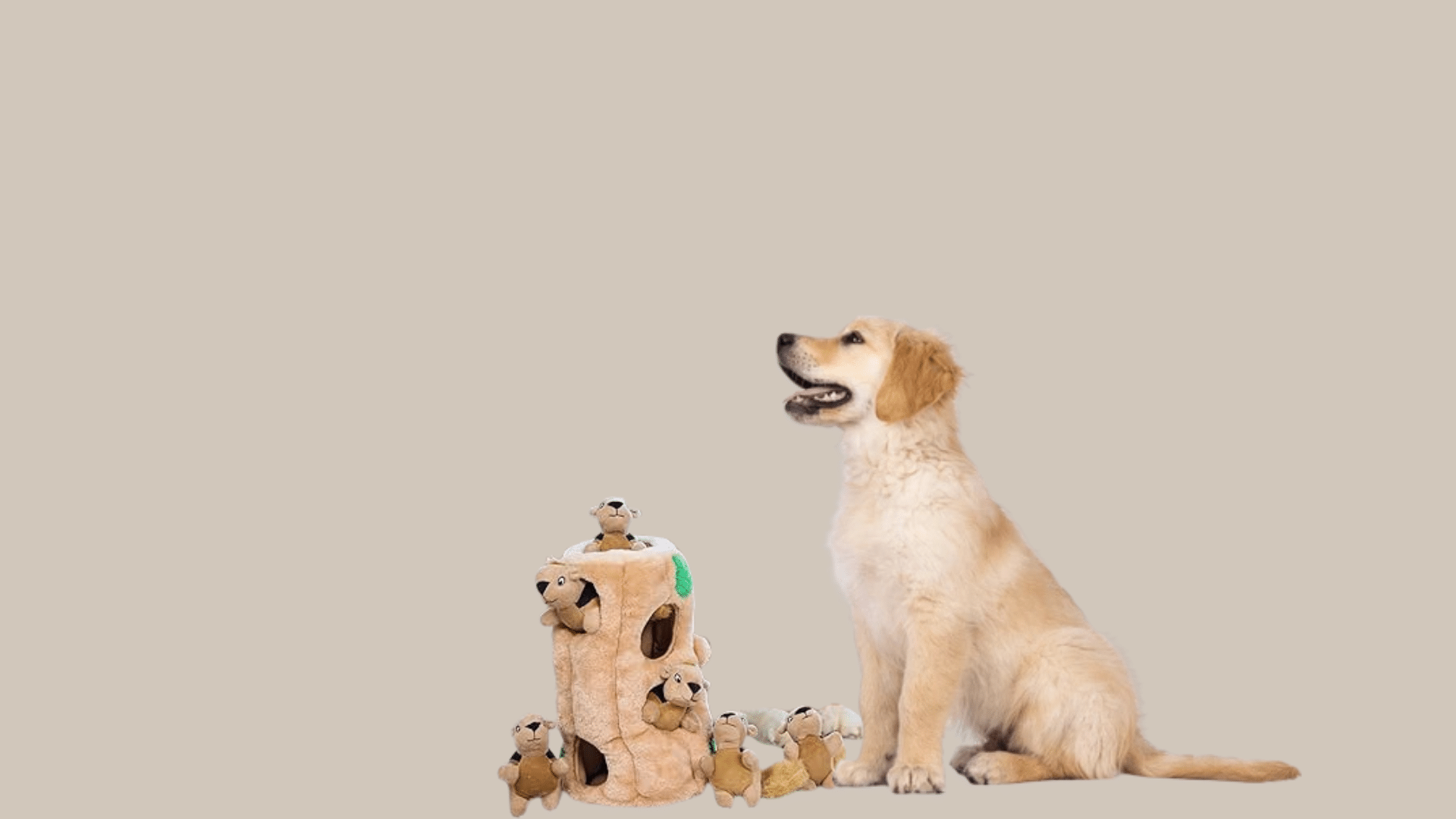 outward-hound-hide-a-squirrel