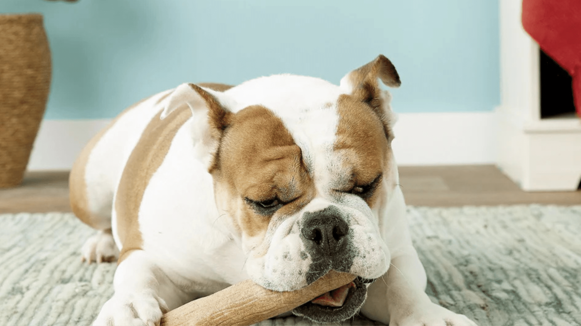 petsages-calming-dog-chew