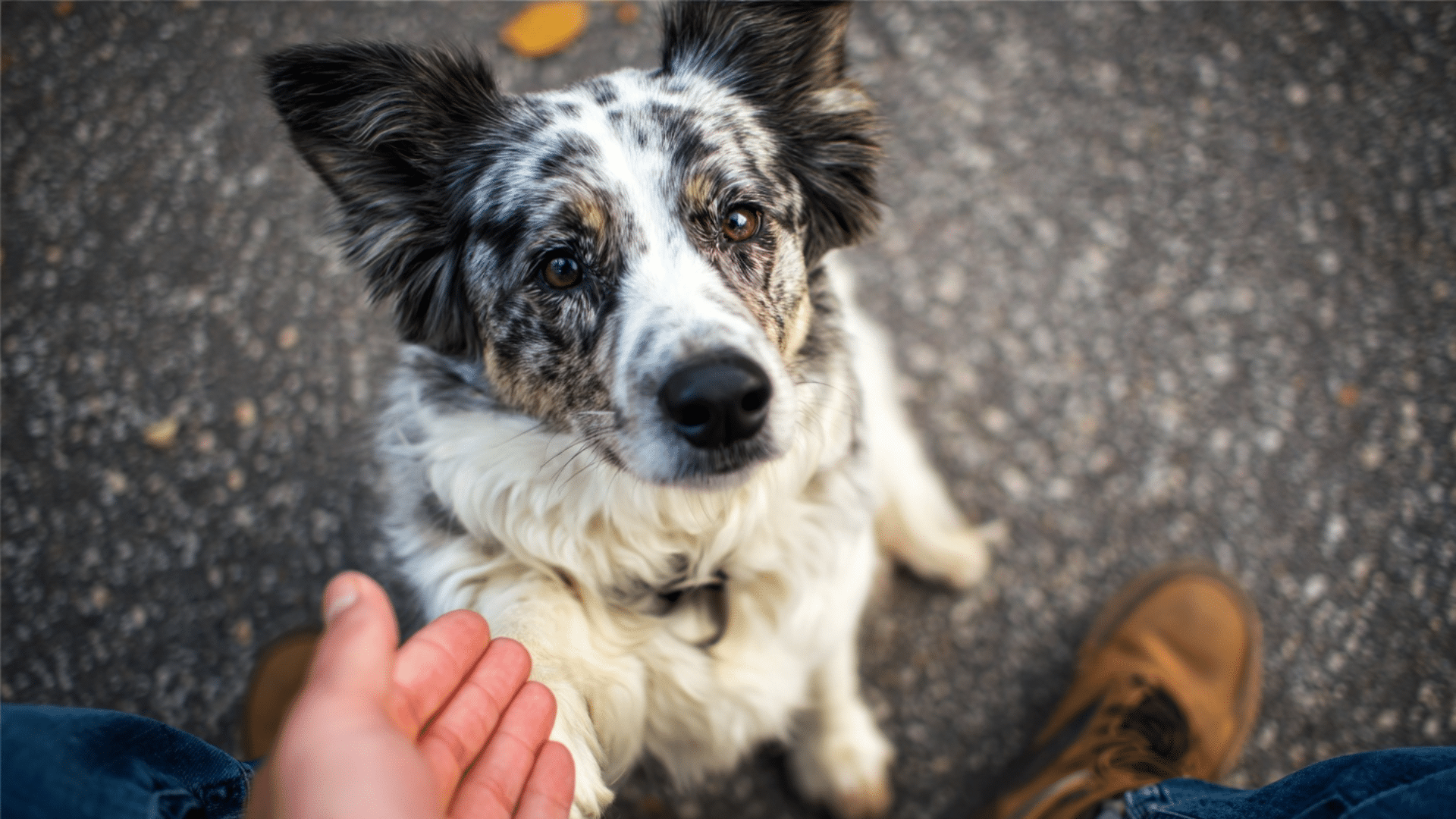 potential-risks-associated-with-dog-nail-scratches