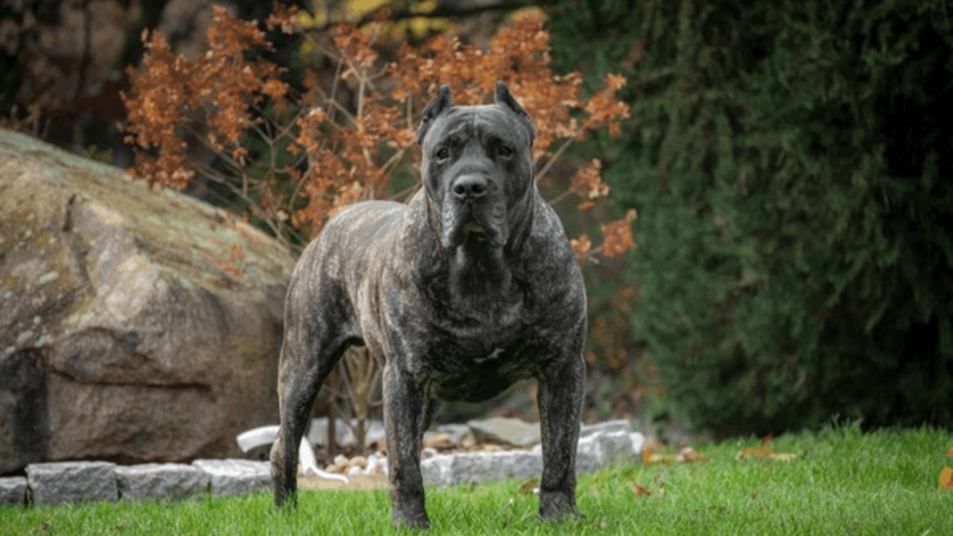 presa-canario