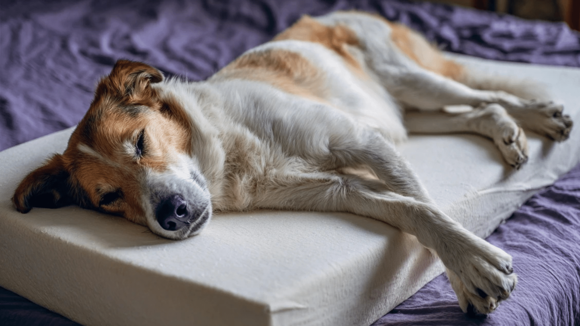 proper-spinal-support-during-rest