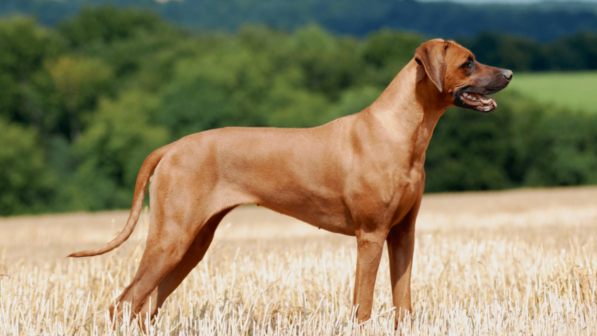 rhodesian-ridgeback