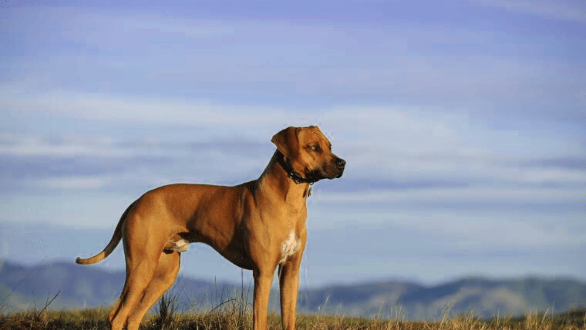 rhodesian-ridgeback
