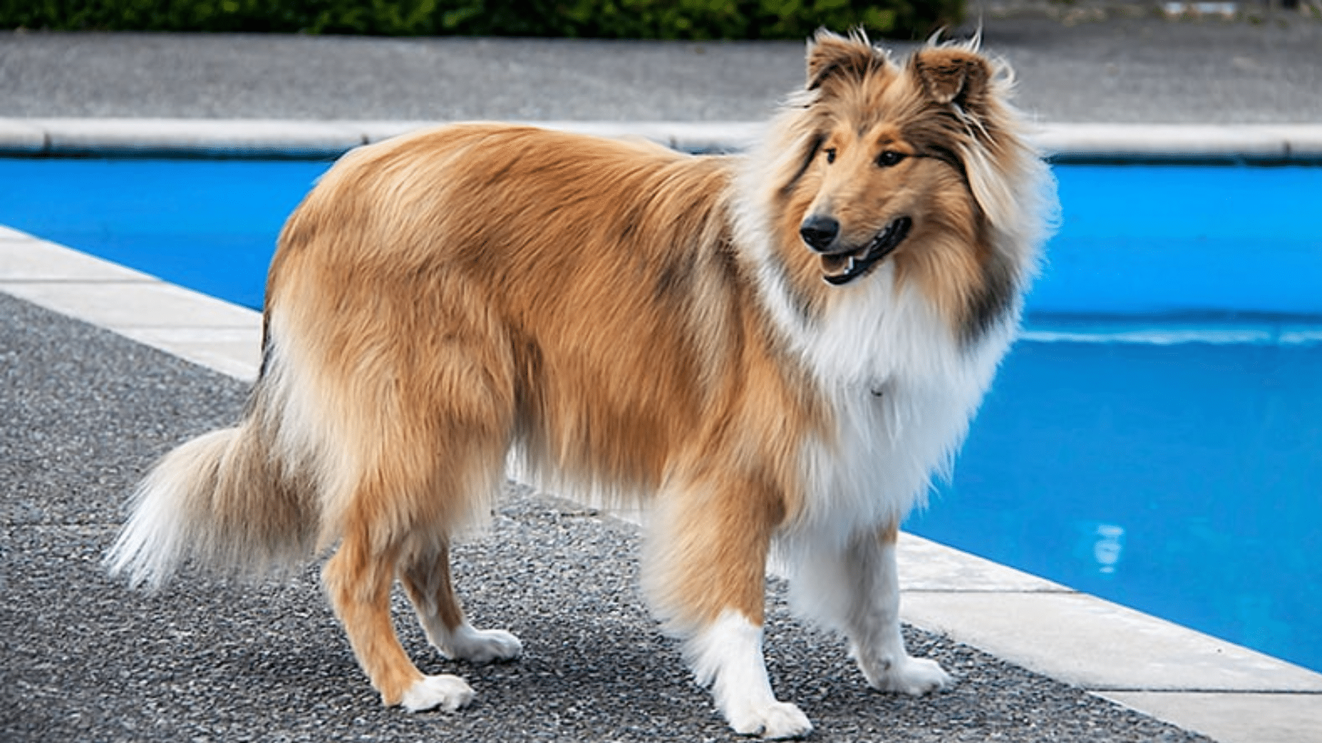 rough-collie