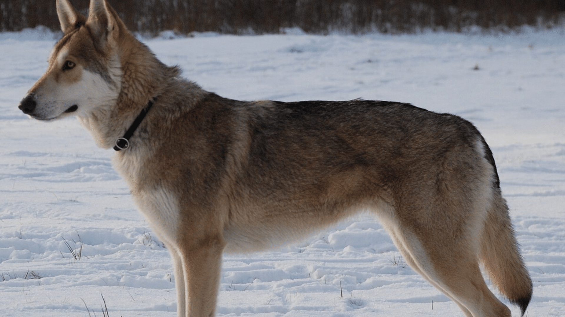 saarloos-wolfdog