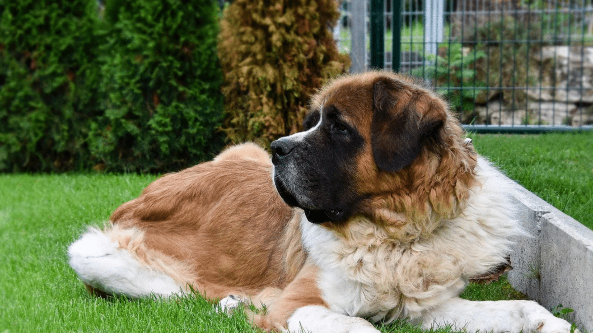 saint-bernard