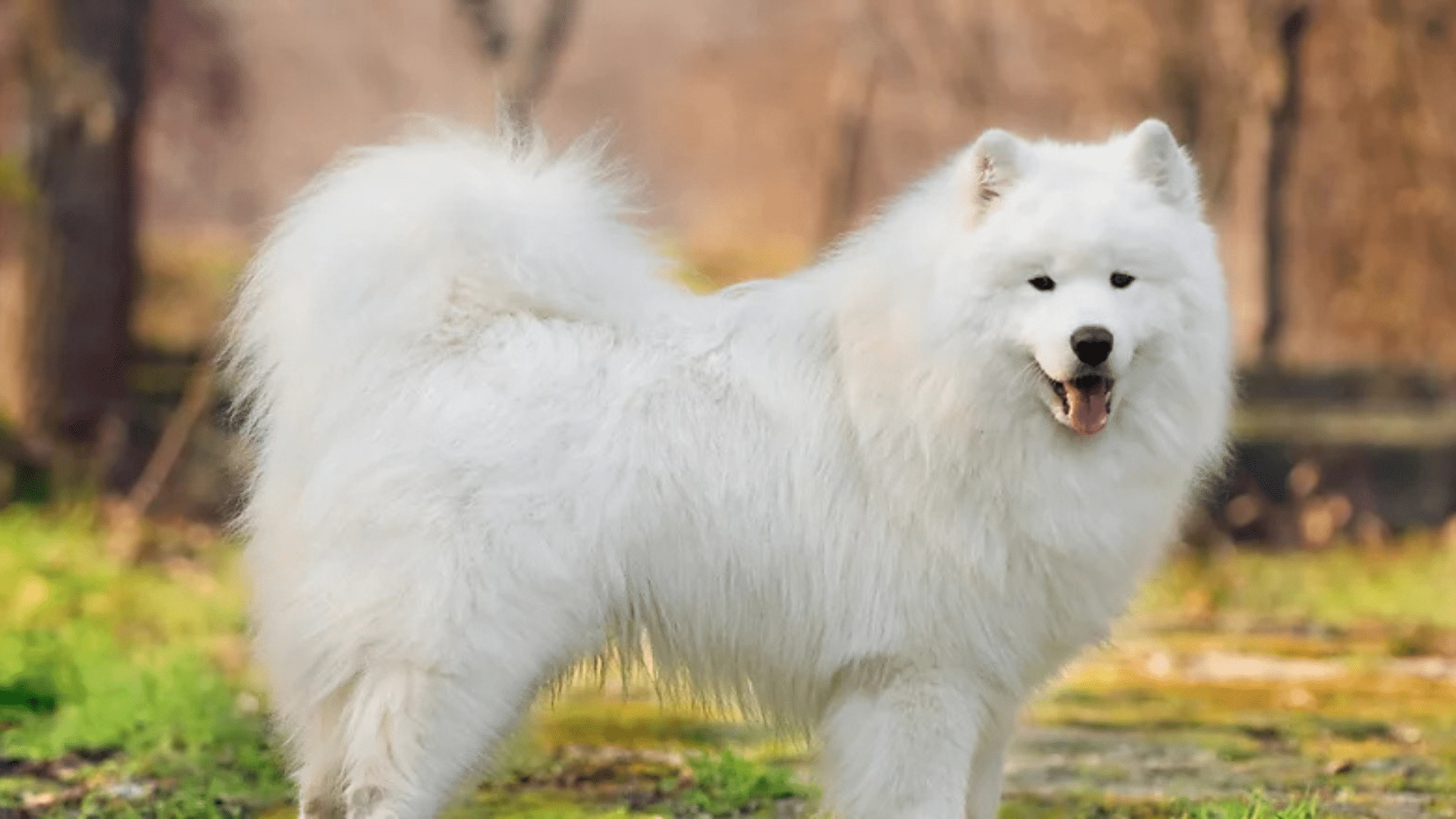 samoyed