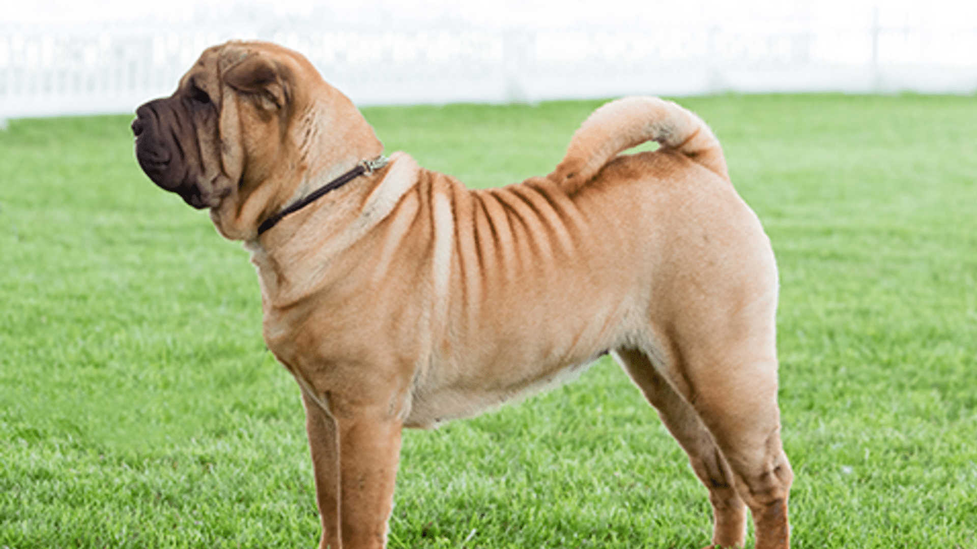 shar-pei