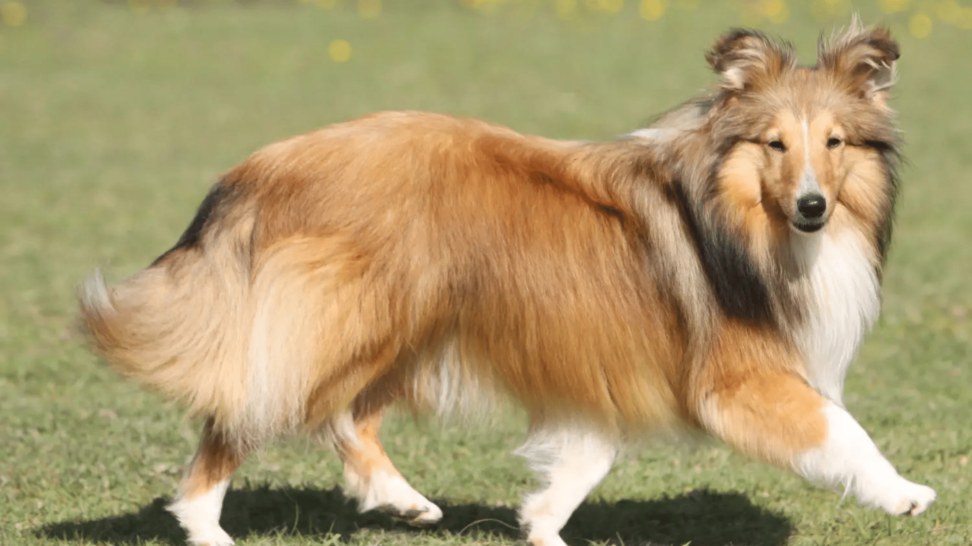 shetland-sheepdog