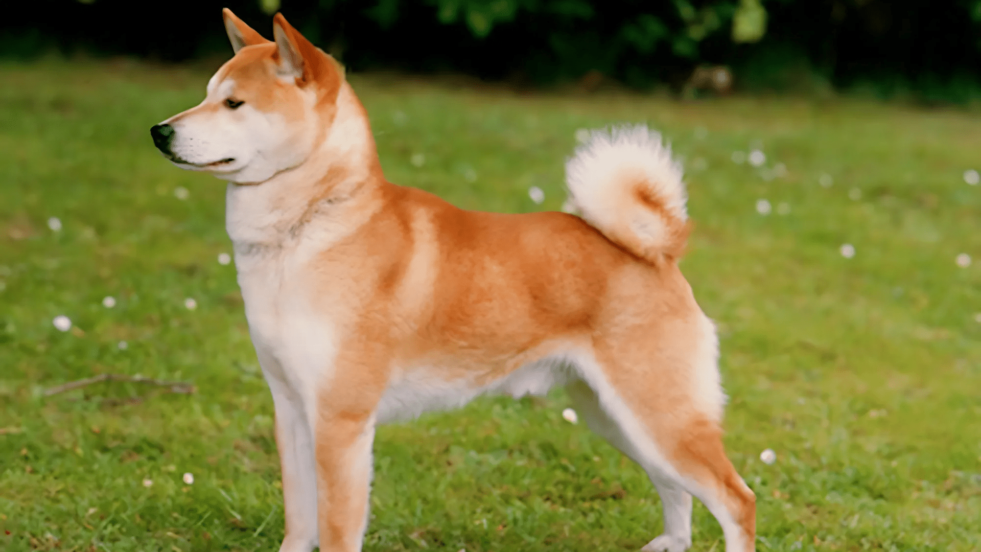 shiba-inu