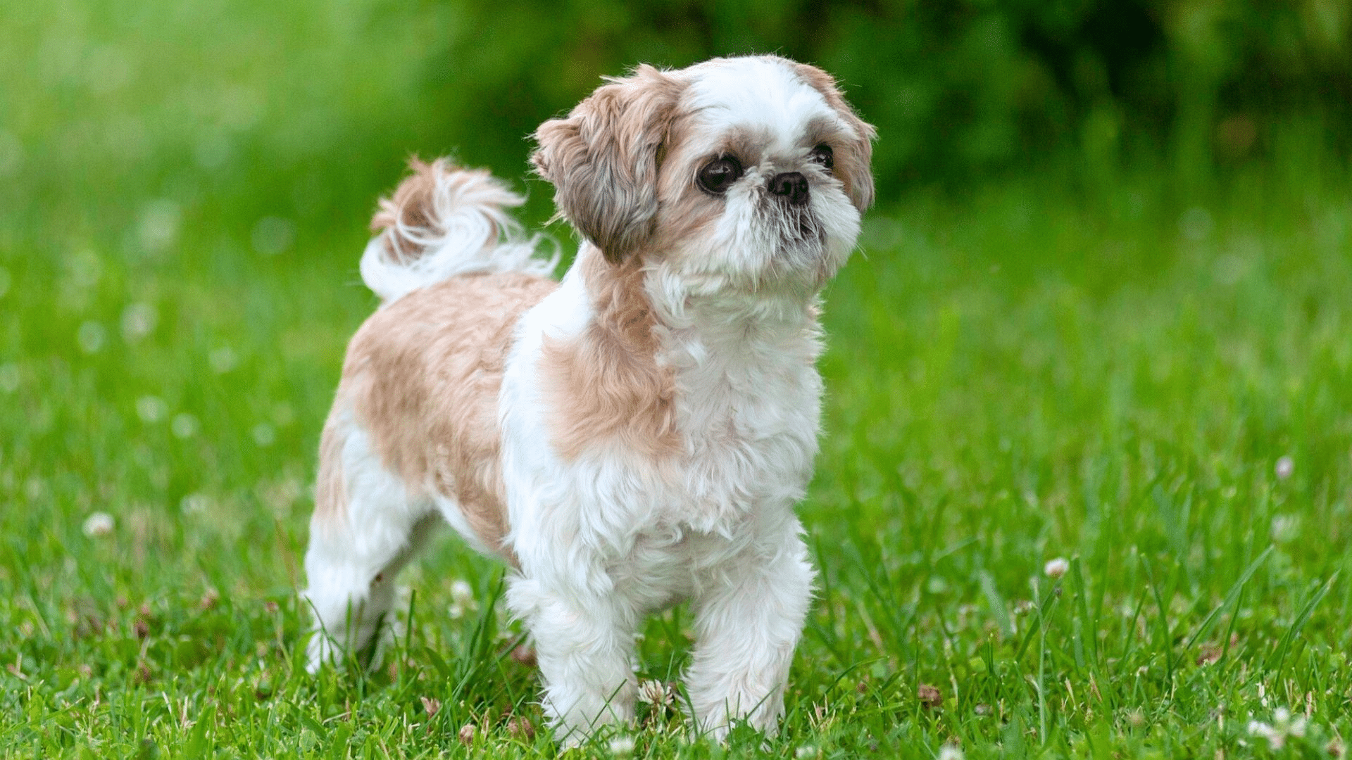 shih-tzu