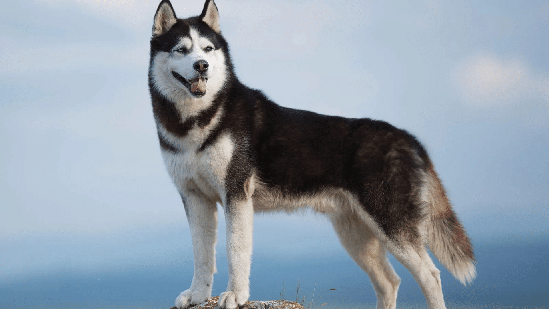 siberian-husky