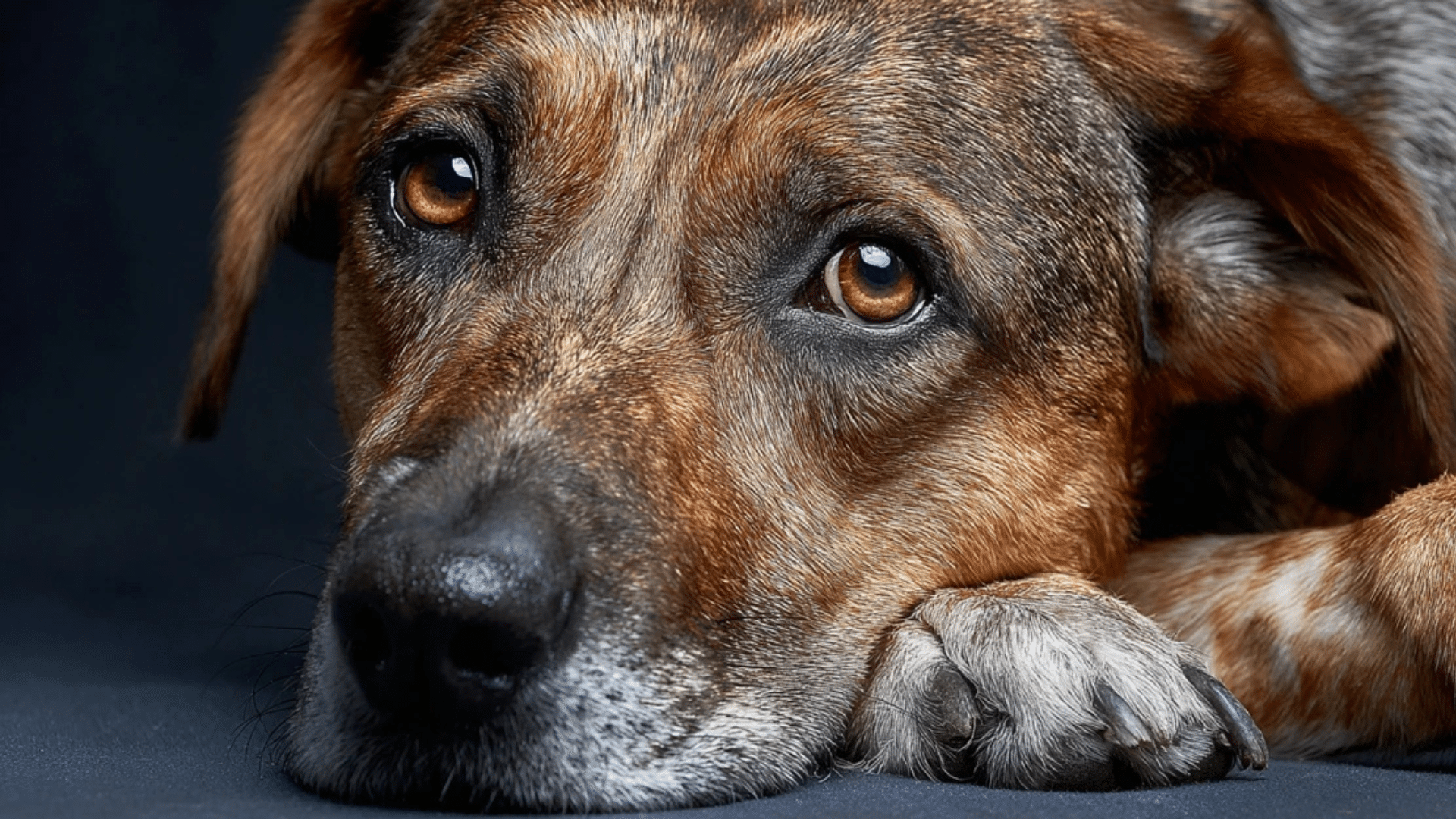 signs-your-dog-has-hookworms