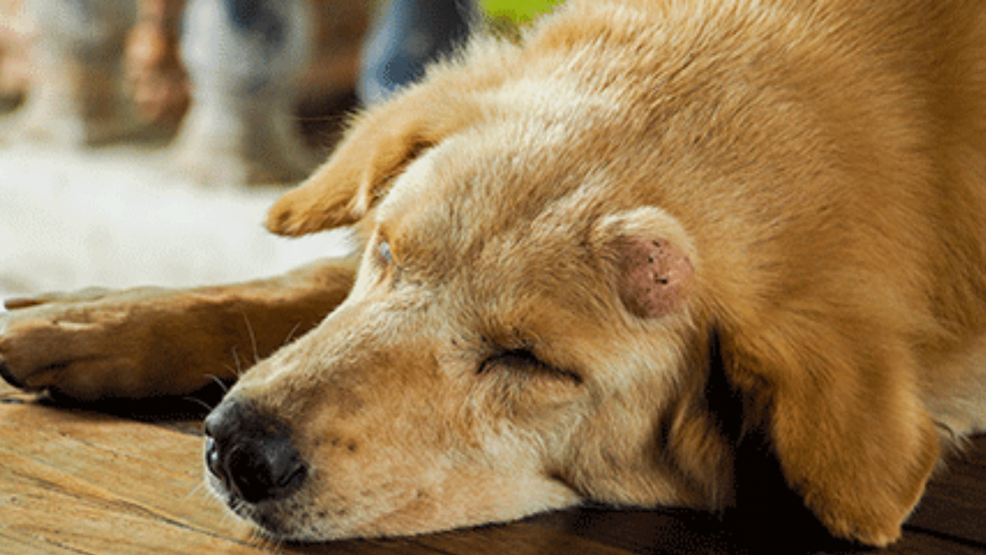 sudden lumps on dog under skin