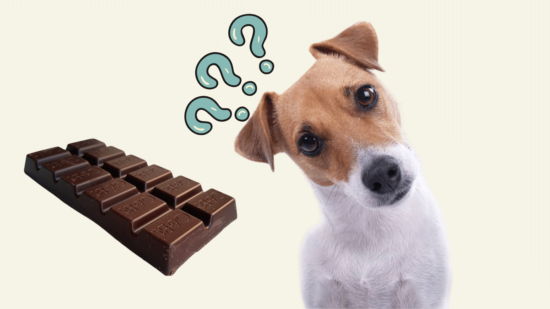 symptoms of chocolate poisoning in dogs