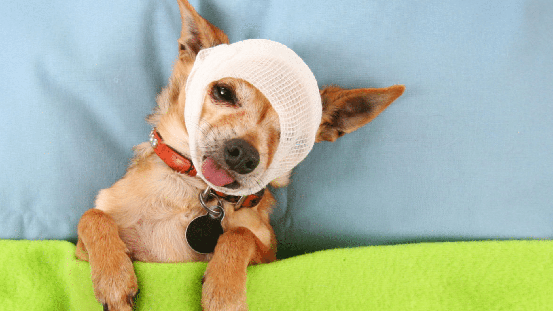 symptoms-of-dog-eye-injuries