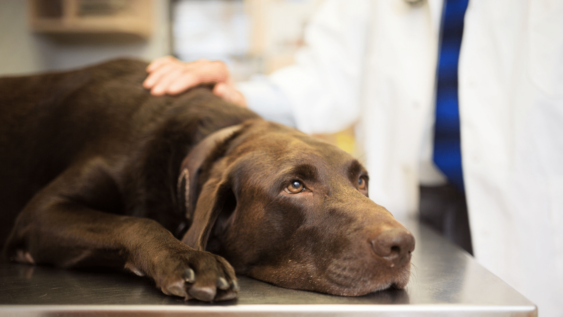 symptoms-of-intestinal-blockage-in-dogs