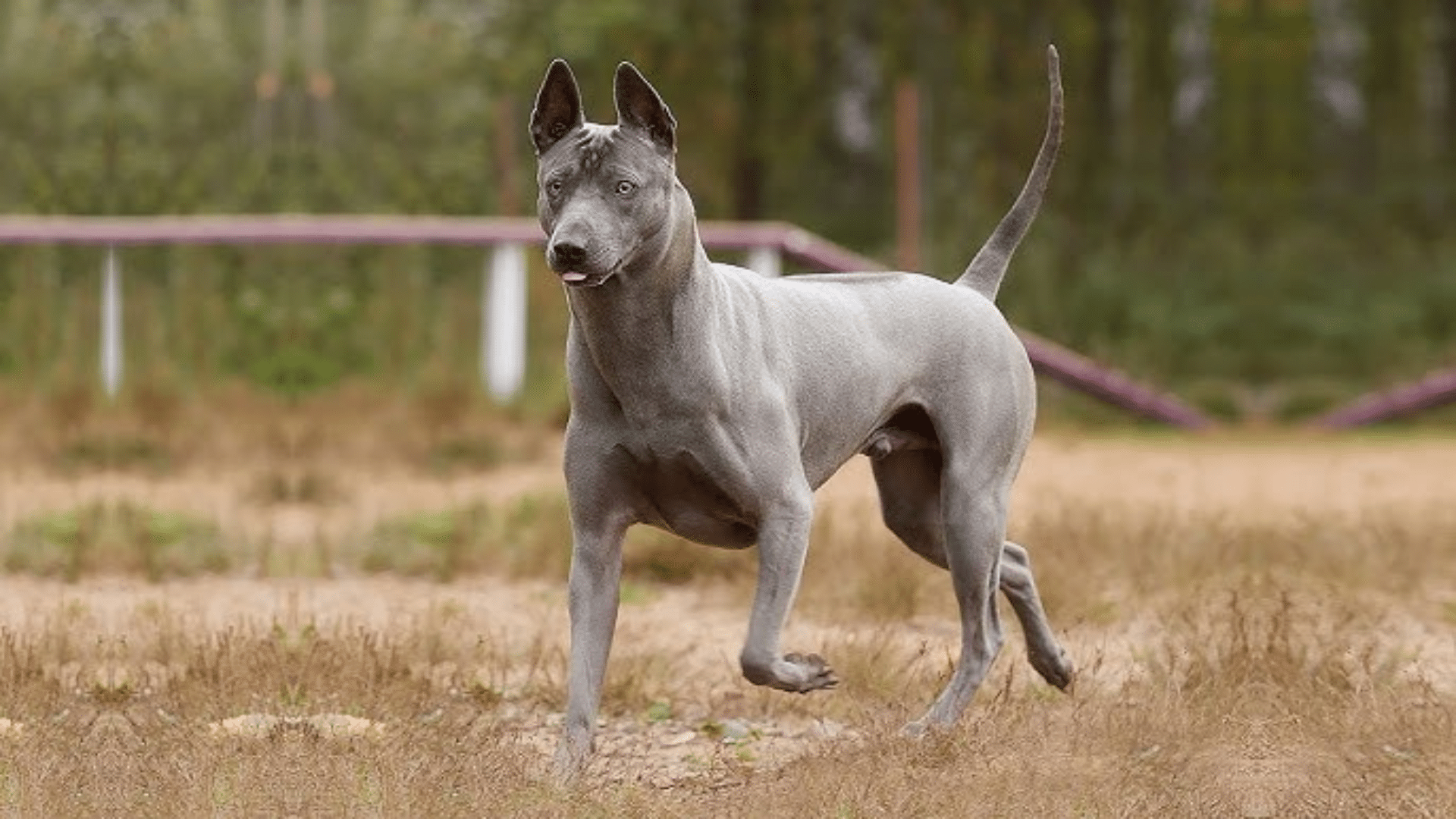 thai-ridgeback-1