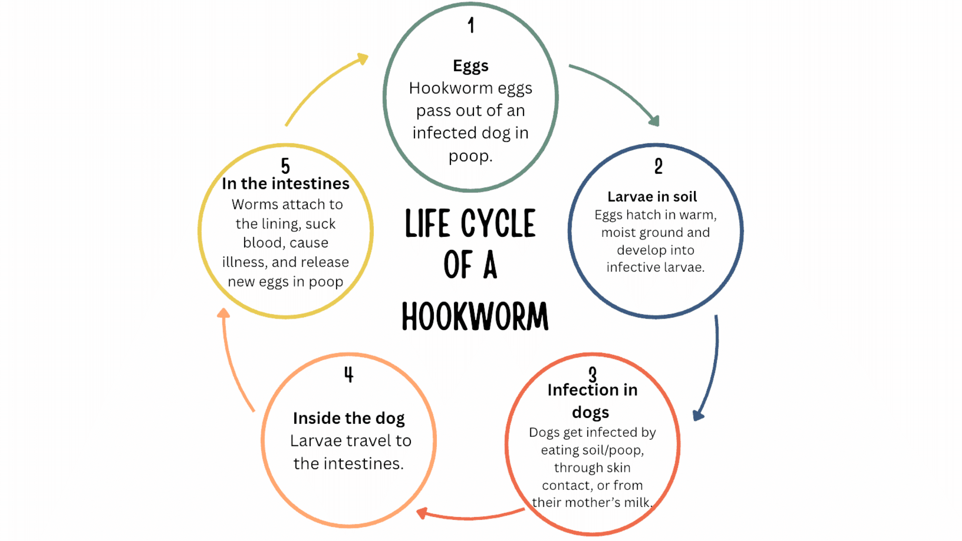 the-hookworm-life-cycle
