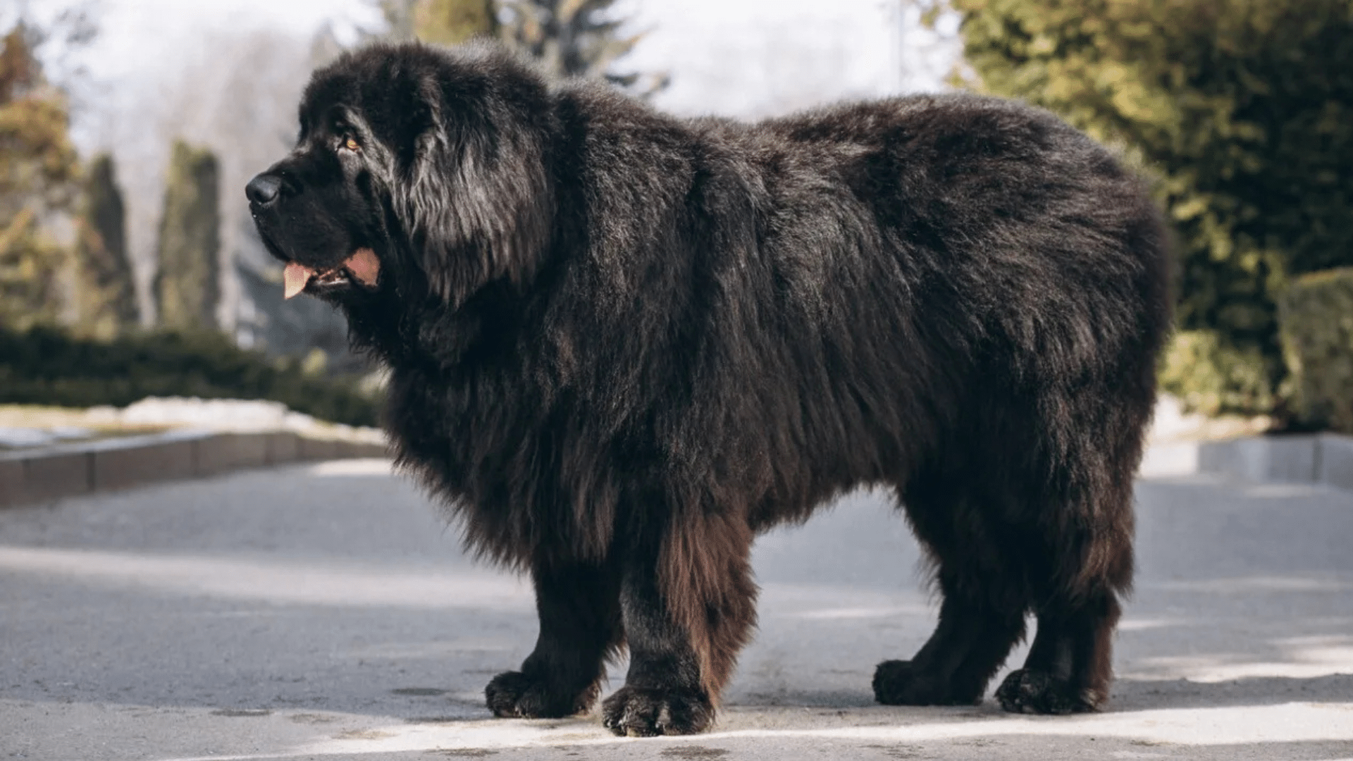 tibetan-mastiff (1)