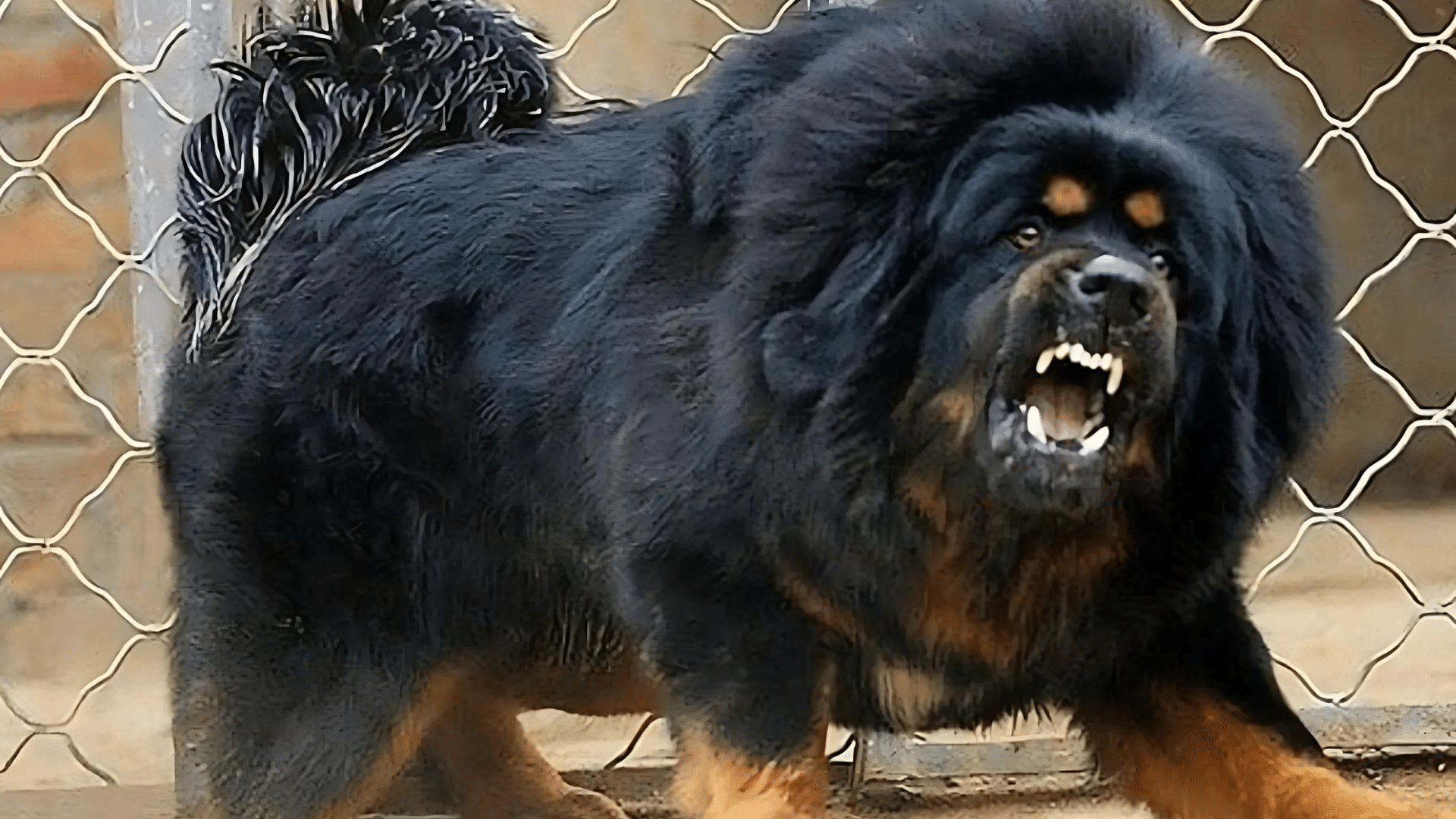 tibetan-mastiff