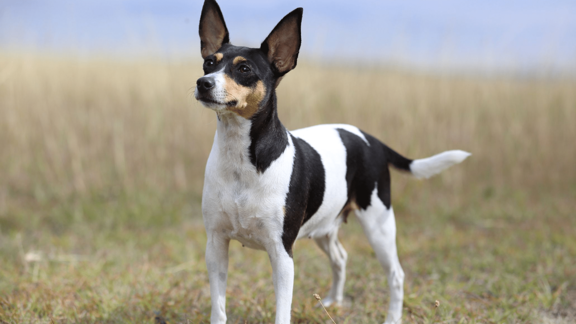 toy-fox-terrier+