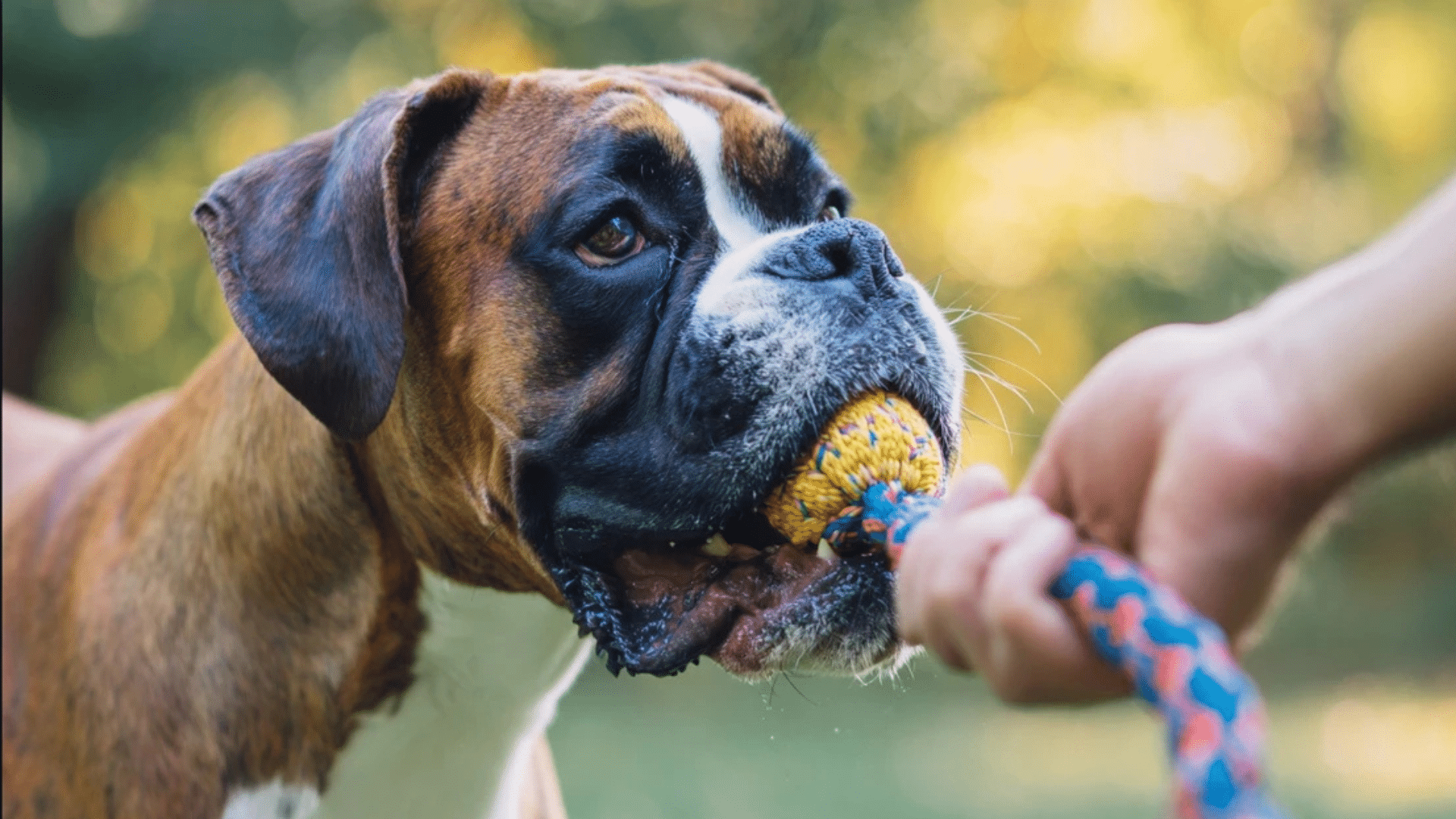 tug-e-nuff-bob-3-in-1