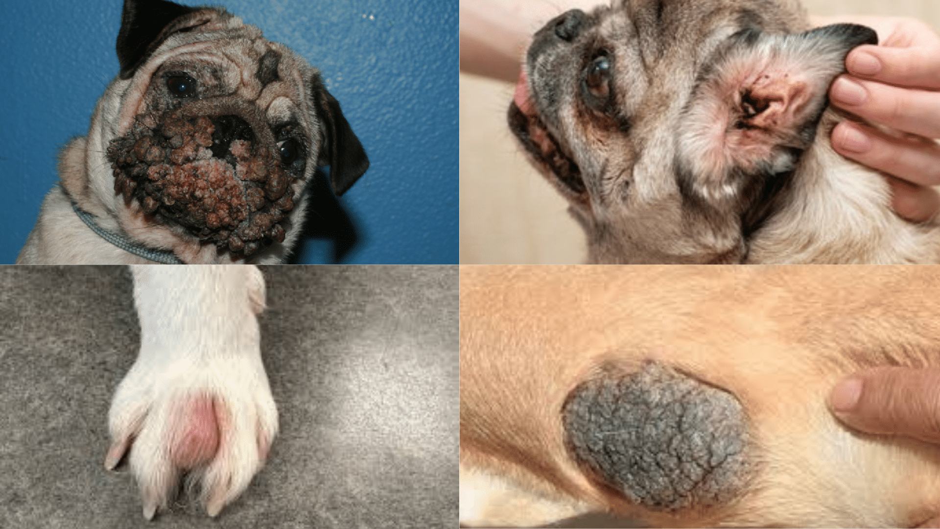 types-of-sudden-lumps-on-dog-under-skin