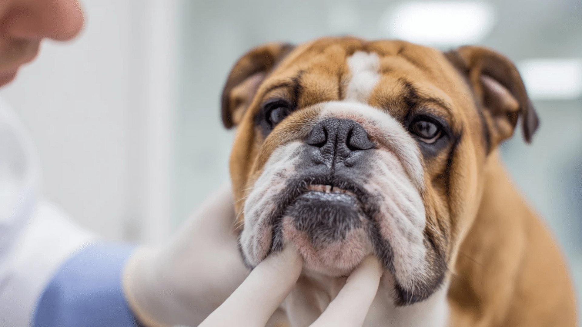 veterinarians-toolbox-diagnostics-and-treatment